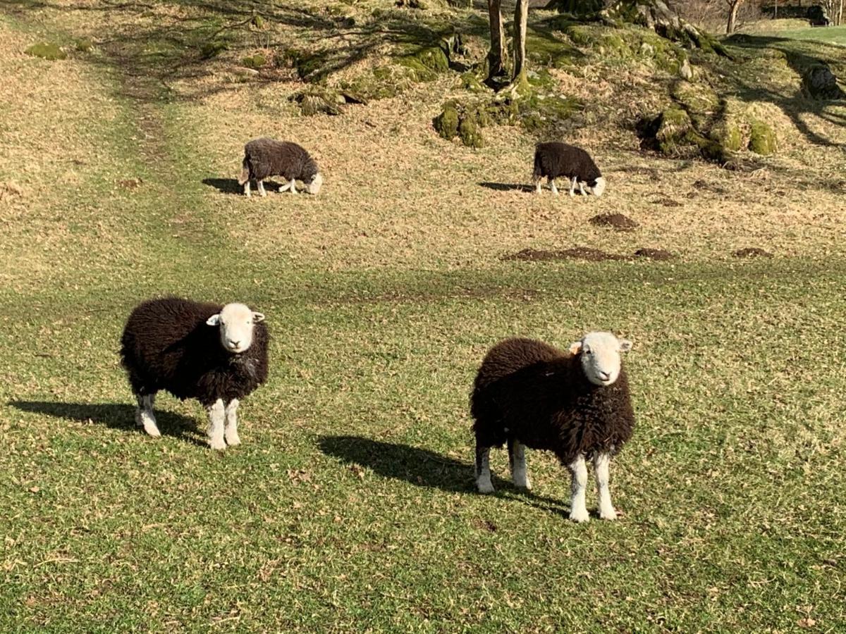 Ivythwaite Cottages Windermere Dış mekan fotoğraf
